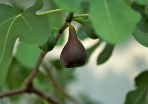 Tin Fruits (Fig Fruits) – Secrets Behind Fruit of Heaven